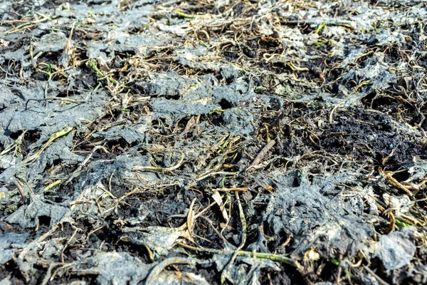 Bodemoppervlak bedekt met vervallen koolzaadbladeren gezaaid op groene mest om de bodemstructuur te verbeteren — Stockfoto