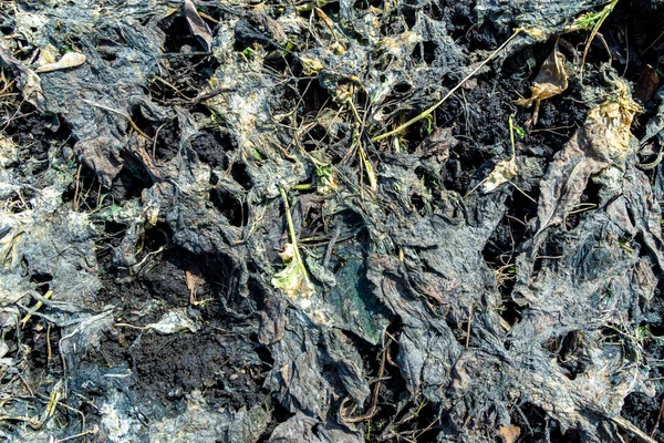Zielona Masa Zielonego Nawozu Pozostawiona Zimę Zgniła Zamknęła Glebę Przed — Zdjęcie stockowe