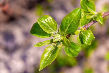 Elma ağacının bahar bakımı, tomurcuk oluşumundan önce yavruları beslenme ve koruma zamanı, seçici odaklanma