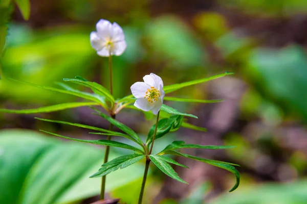 Nondescript Pleasing Eye First Spring White Flowers Snowdrops Forest Anemone — Fotografia de Stock