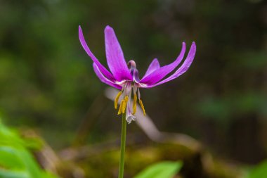 Bahar ormanı çiçeği - Sibirya Kandyki veya köpek dişi orman ağaçlarının gölgesinde güzel çiçek açar, seçici bir odak noktası vardır