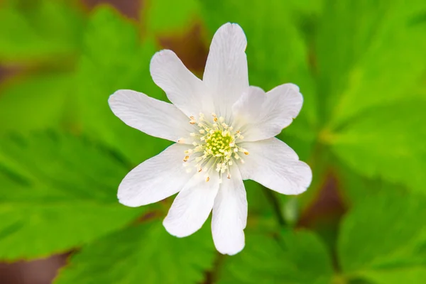 Virágzó Fehér Virág Hóvirág Vagy Ánizs Első Tavaszi Virág Szelektív — Stock Fotó