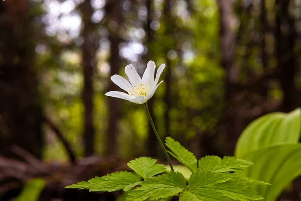 Anemone Virágzik Fehér Virág Sötét Erdő Háttér Szelektív Fókusz — Stock Fotó