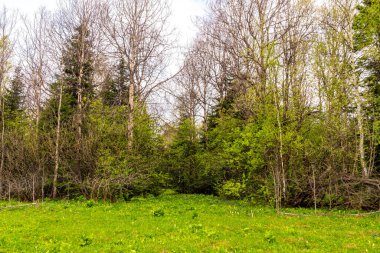 mixed forest - deciduous and coniferous in early spring when there are no leaves, and first flowers have already bloomed