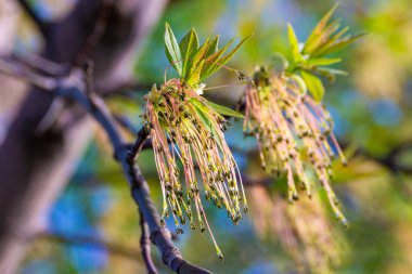 in spring, while leaves have not yet blossomed, ash-leaved maple blooms, pollinating and capturing territories