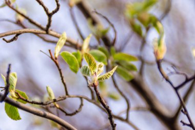 when warming, the irga dissolves young leaves in the spring from swollen buds and prepares for flowering, selective focus