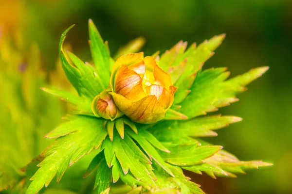 Early Spring Cold Days Trollius Bud Has Still Blossomed Waiting — Stock Photo, Image