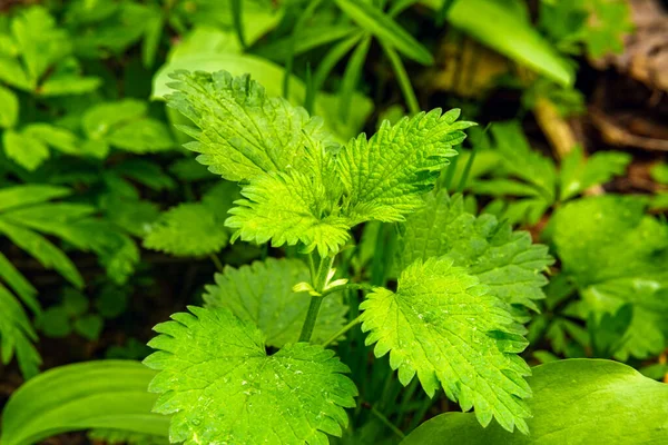 Jonge scheuten brandnetel geschikt om te oogsten voor de winter of om te koken — Stockfoto