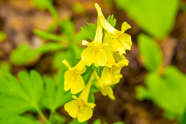 Sárga tavasz Szibériai virág, amelynek virágai nektárt és élelmiszert biztosítanak a rovarok számára, szelektív fókusz — Stock Fotó
