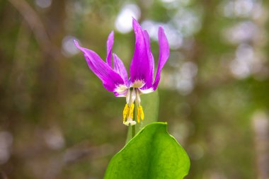 Kandyk ya da Erythonium. Ormanda vahşi zambak olarak da bilinir. Bulanık bir ormanın arka planına karşı, seçici bir odak noktası vardır.