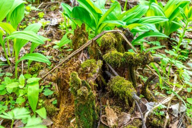 Çürümüş yaprakların gövdesinde çürümüş ladin kütüğü yosunlarla kaplıdır. Çürümüş yaprakların etrafında büyüyen bahar otları organizmaların biyosenozu için elverişli bir ortam yaratır.