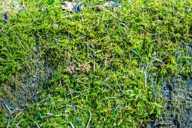 Ormandaki orman yosunu, organizma topluluğunun gelişimi için elverişli bir ortam yaratır.