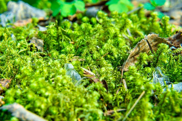 Forest Moss Forest Creates Favorable Environment Development Forest Community Organisms — Stock Photo, Image