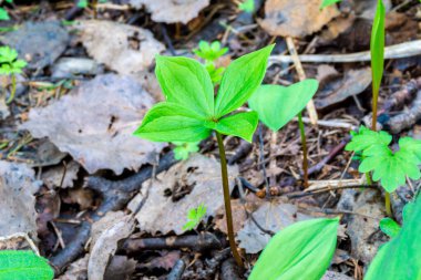 İlkbaharda, Paris kuadrifolisi dökülen yapraklardan yetişir. Dört yapraklı, seçici odaklı çok zehirli bir bitkidir.