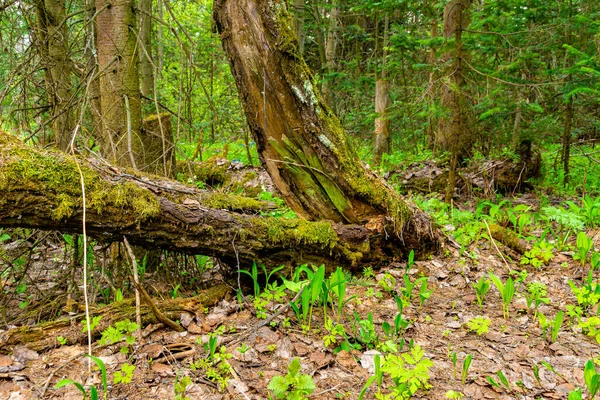 이끼로 나무의 줄기는 갈라졌고 부분은 숲에서 자라는 마늘이 뒤섞인 선택적 — 스톡 사진