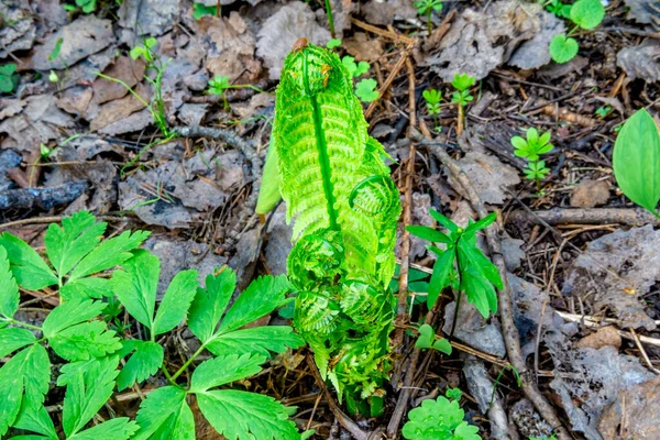 Spring Ferns Grow Taiga Survivors Ancient Times Living Fossils Selective — Stock Photo, Image