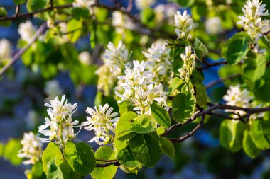 Amelnchier, Rosaceae ailesi Mayıs 'ın sonlarında yaz güneşinde açık beyaz çiçeklerle açar, seçici bir odak noktası vardır.