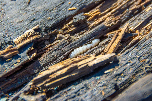 树皮甲虫幼虫在木材中发现 爬行在老旧腐烂的木材中 有选择的焦点 — 图库照片