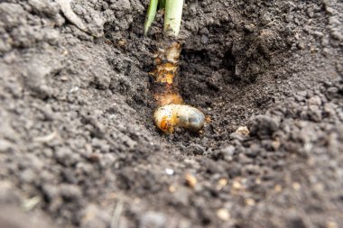 Mayıs böceği larvası ya da hamamböceği. Topraktaki bir delikte tarımsal ekin haşeresi.,