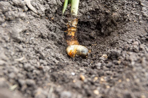 Larvas do besouro de maio ou cockchafer - uma praga de colheitas agrícolas em um buraco no chão, — Fotografia de Stock