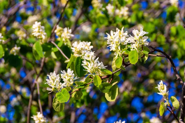 Amelanchier alnifolia var. arbusto semiintegrifolia en flor —  Fotos de Stock