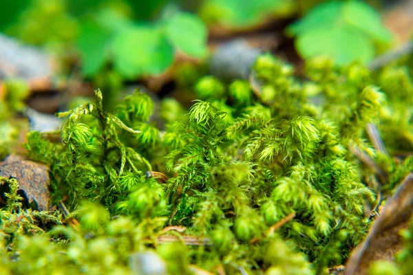 El musgo forestal en el bosque crea un ambiente favorable para el desarrollo de la comunidad forestal de organismos — Foto de Stock