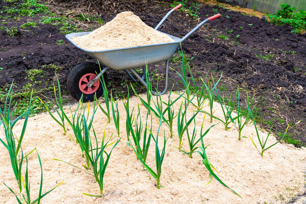 кровать с зимним чесноком, обработанная свежими опилками, рядом с садовой тачкой, в которую наливают опилки