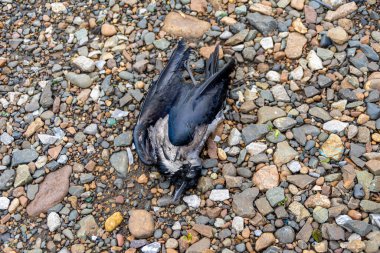 Elektrik direğinin yanındaki yağmurdan sonra elektrik şoku sonucu ölen bir kuş yatar.