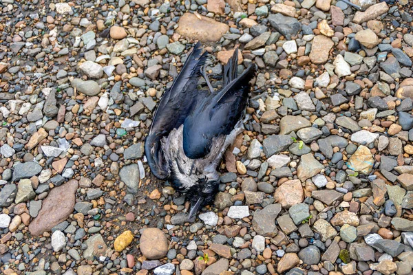 Elektrik direğinin yanındaki yağmurdan sonra elektrik şoku sonucu ölen bir kuş yatar.