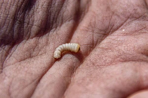 Larva de besouro Longhorn na palma da sua mão — Fotografia de Stock