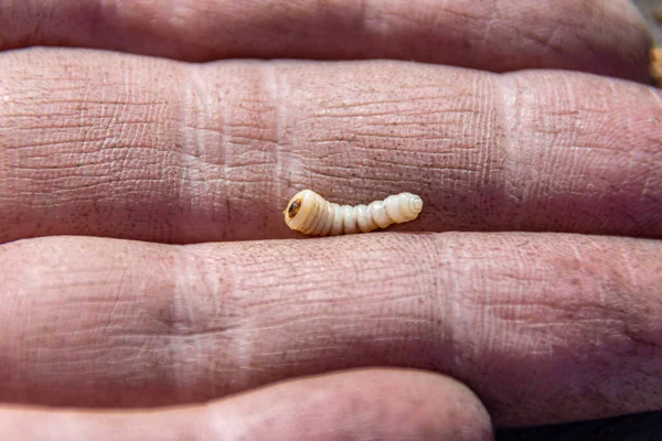 Larva de besouro branco destinada a isco aquando da pesca — Fotografia de Stock