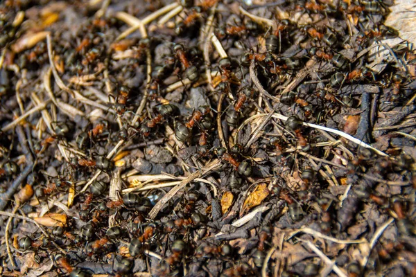 Superfície Formigueiro Florestal Qual Muitas Formigas Operárias Correm Foco Seletivo — Fotografia de Stock