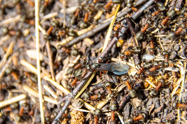 Uma Formiga Fêmea Ovípara Move Longo Ninho Formigas Madeira Entre — Fotografia de Stock