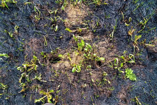 Odbudowa Pokrywy Roślinnej Pożarze Pola Lub Lasu Kiełkowanie Nasion Zachowanych — Zdjęcie stockowe