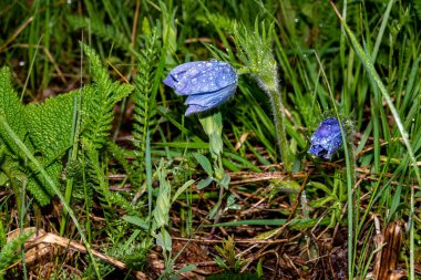 Pulsatilla pratensis ya da Anemone 'nin akşam fotoğrafı, bir tomurcuğun üzerindeki yağmur damlaları bir fenerin ya da flaşın ışınlarında parıldıyor, seçici odaklanma