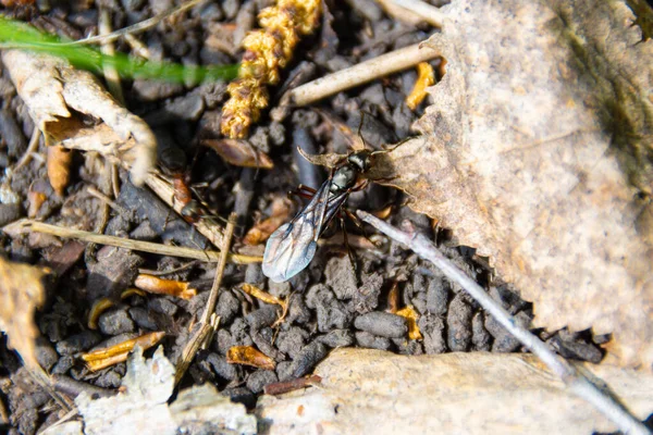 Superficie Del Hormiguero Del Bosque Que Corren Muchas Hormigas Obreras —  Fotos de Stock