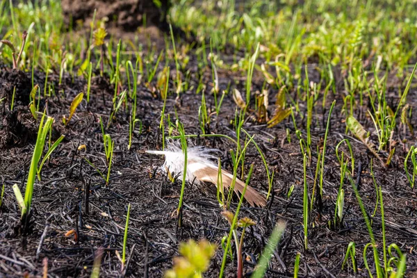 Une Plume Oiseau Trouve Sur Site Récent Feu Forêt Herbe — Photo