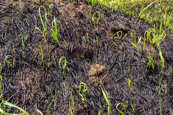Norka Gryzonia Który Zginął Pożarze Polowym Spalonej Ziemi Spalonych Nasion — Zdjęcie stockowe