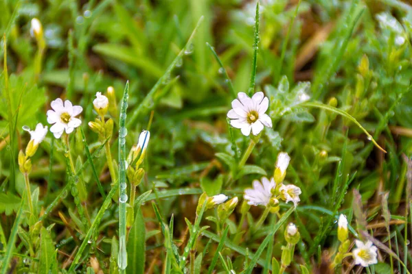 Blommor Ett Fält Täckt Med Droppar Efter Regn Selektivt Fokus — Stockfoto