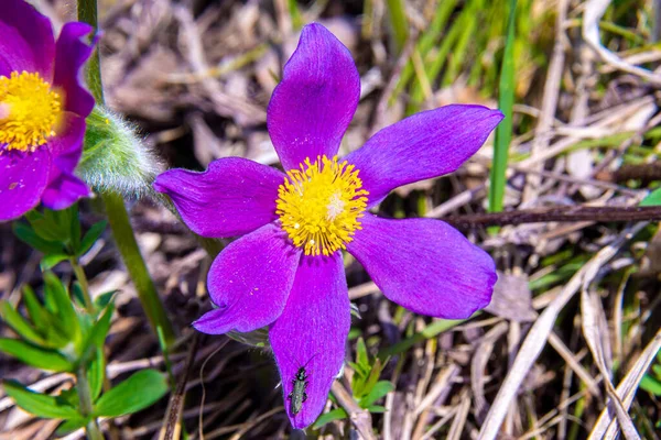 Alacsony Növésű Napsütötte Területeken Virágzik Kora Tavasszal Nagy Lila Virágokkal — Stock Fotó