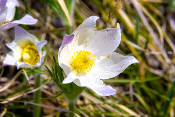Alacsony Növésű Napsütötte Területeken Virágzik Kora Tavasszal Nagy Fehér Virágok — Stock Fotó