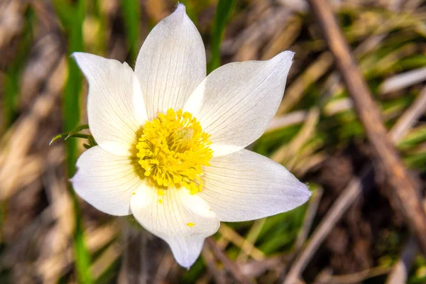 Pulsatilla Pratensis Virágzik Kora Tavasszal Napos Helyeken Nagy Fehér Virágok — Stock Fotó