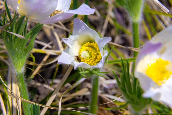 Fehér Hóvirág Ranunculaceae Virágzott Sárga Tűzhelyek Találhatók Pisztoly Körül Egy — Stock Fotó