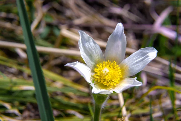 Fehér hóvirág Ranunculaceae virágzik egy tavaszi reggelen, sárga tűzhelyek vannak elhelyezve a pisztoly körül — Stock Fotó
