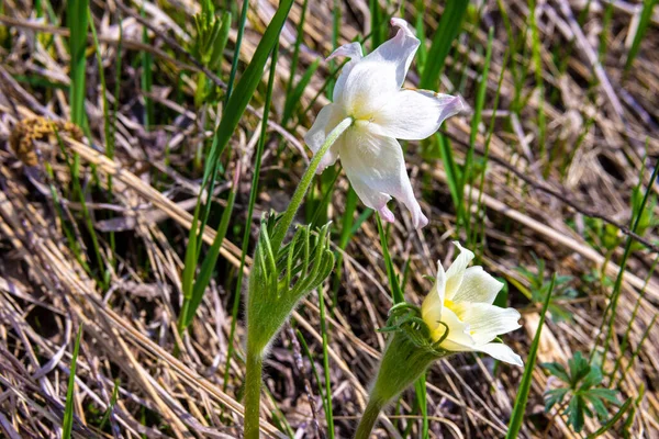 Pulsatilla pratensis floresce no início da primavera em lugares ensolarados com grandes flores brancas com um centro amarelo. — Fotografia de Stock