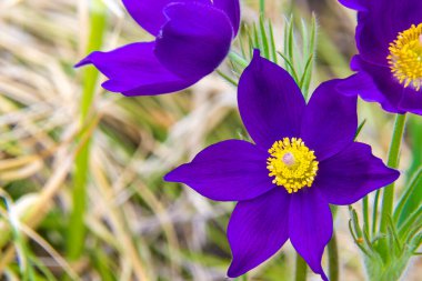 Bir demet koyu mor Paskalya çiçeği bahar güneşinin ılık ışınları altında çiçek açtı.