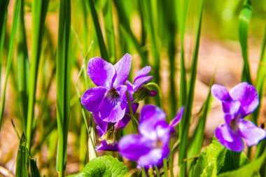 Alçak ama güzel kokulu menekşe çiçeğinin sık çalılıkları. Bahar ormanı açıklığını tamamen kaplayan küçük bir bahar çiçeği. Seçici bir odak noktası.