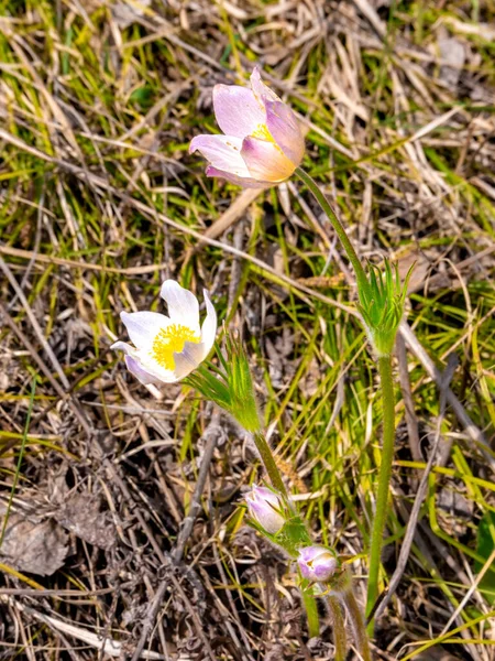 Buske Vita Pasqueflower Blommor Med Central Del Ljusgul Locka Insekter — Stockfoto