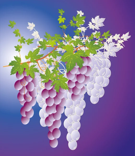Grapes — Stock Vector