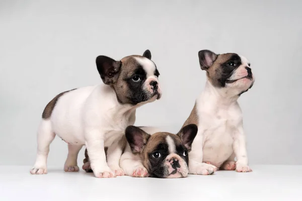 Three cute french bulldog puppies are sitting on a bed on a white plaid. Family portrait of cute puppies.